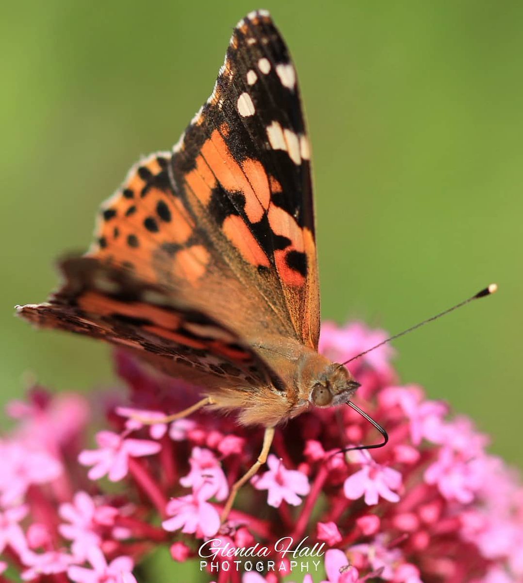glendahall2's tweet photo. I actually got this lovely #paintedlady #butterfly in the #gardens outside the butterfly house at #Seaforde, #CountyDown. 
And on wet days like today when the rain is pelting off my windows, it's nice to look back through some of my #brighter photos 😂
#macrophotography https://t.co/TBBgVXDOGN