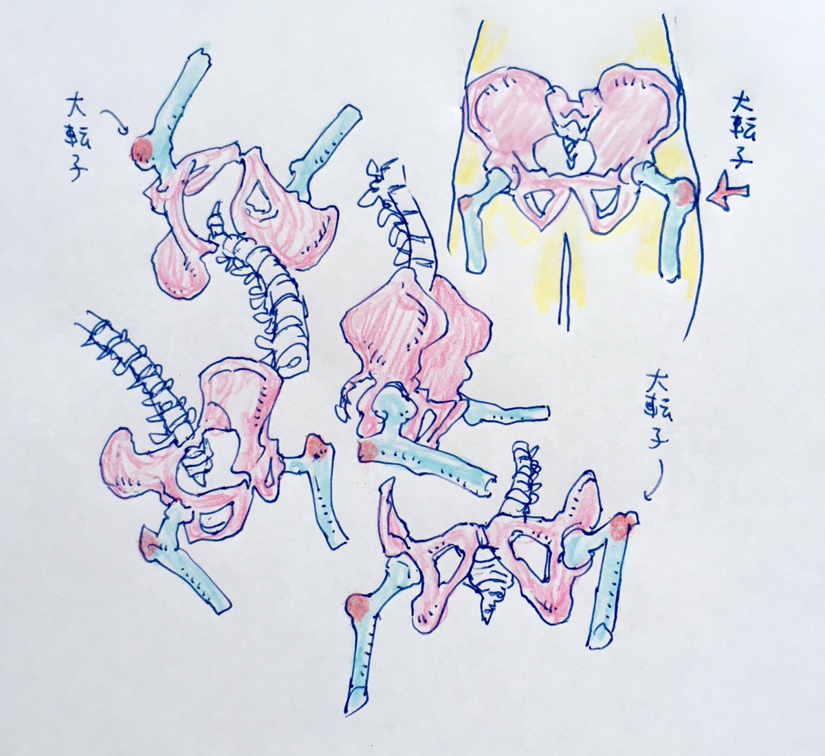 骨盤落書き 骨盤を描くときは大腿骨とセットで練習した方がいい 大転子 は人体の さそうあきらのイラスト