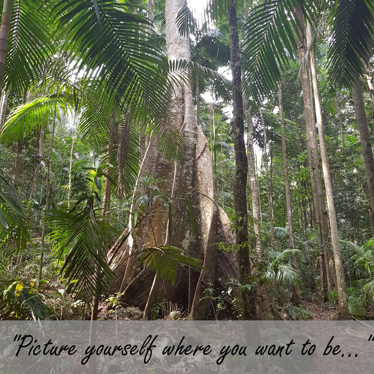 BathCalm's tweet photo. In Adam’s BathCalm Euphoria guided meditation, he asks us to do just that, &amp; this is just one of the beautiful places I find myself, in a cool rainforest.  My BathCalm meditations take me to many beautiful places. Where will they take you?  #bathcalm #meditationspace #bathtime https://t.co/iXkeGzUACL