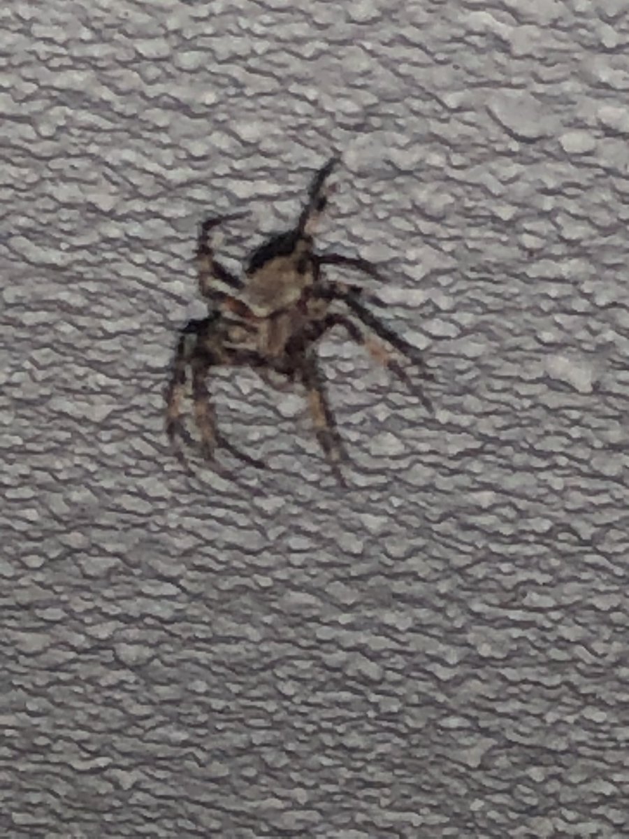 EmmanuelMuuk's tweet photo. Hola @Arachno_Cosas  tengo esta pequeña en mi balcón , puedes decirme un poco. Localidad Benito Juárez  saludos 🖖🏼 https://t.co/8Y5HSOmkoO