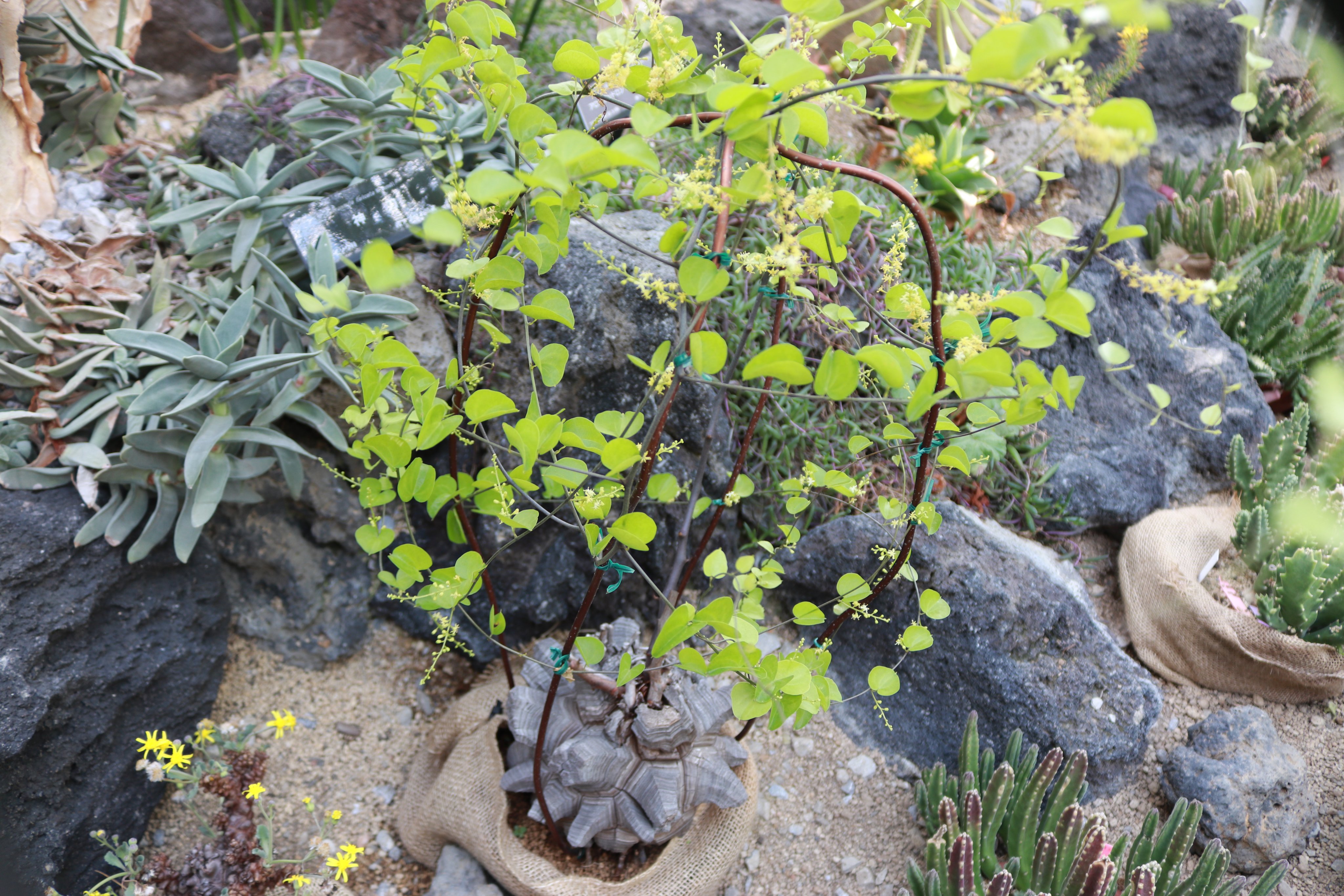 咲くやこの花館 Sur Twitter 只今 乾燥地植物室で南アフリカ原産の 亀甲竜 がツルを伸ばして開花した姿で登場しています 塊根部が成長していくに連れて割れていき亀の甲羅に似た形になることから名付けられました とっても人気の植物ですよ コーデックス
