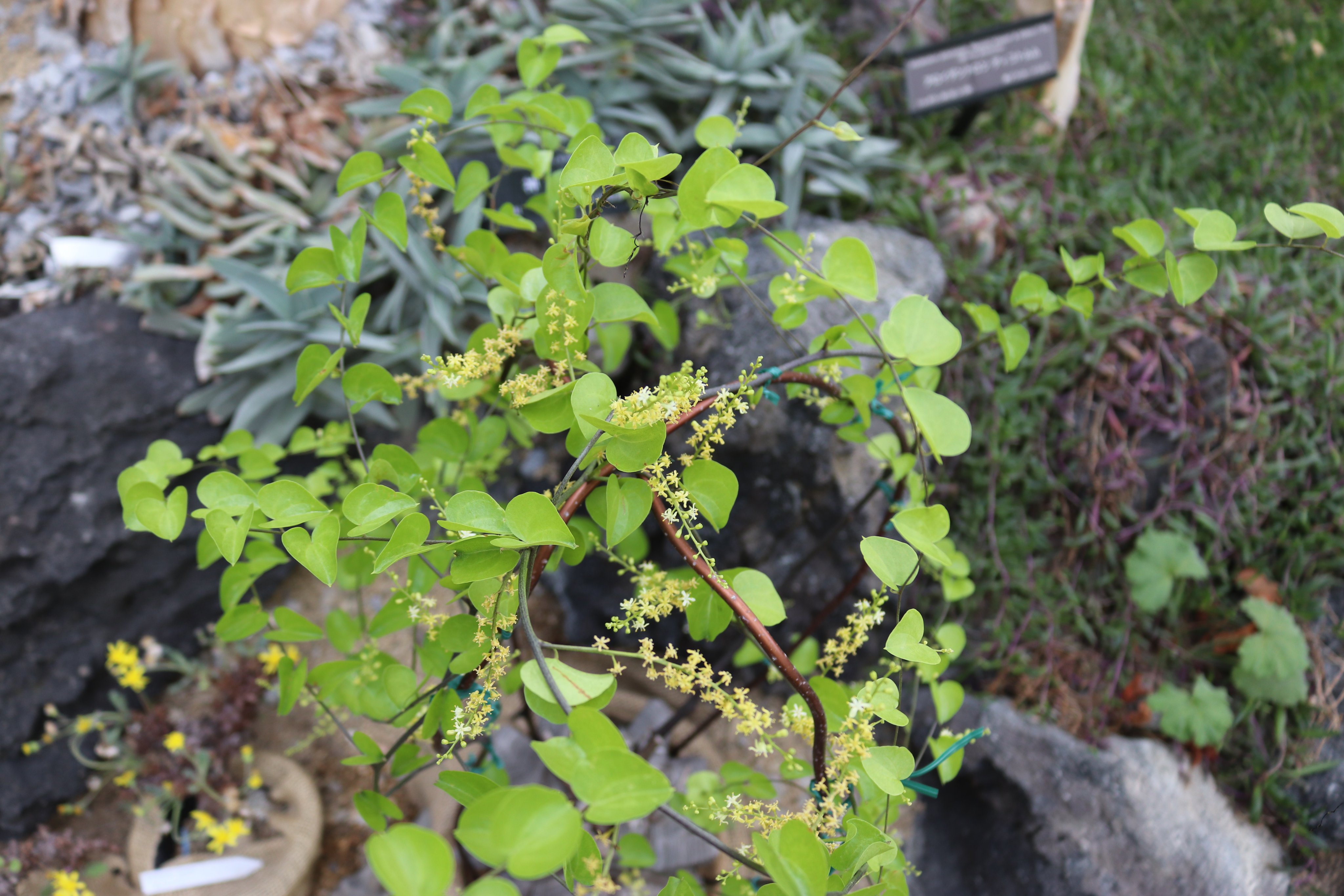 咲くやこの花館 Sur Twitter 只今 乾燥地植物室で南アフリカ原産の 亀甲竜 がツルを伸ばして開花した姿で登場しています 塊根部が成長していくに連れて割れていき亀の甲羅に似た形になることから名付けられました とっても人気の植物ですよ コーデックス