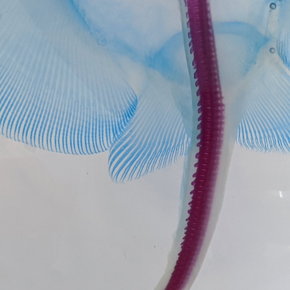 MotherOfRays's tweet photo. Nerding out this #FlatSharkFriday with my new #diaphonised juvenile freshwater stingray (sp. Unknown) prepared by Articulated Imagination. Here's some photos of my favorite bits 😍 https://t.co/3rjvjJh7ms