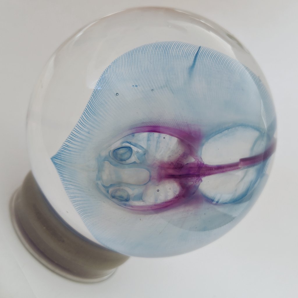 MotherOfRays's tweet photo. Nerding out this #FlatSharkFriday with my new #diaphonised juvenile freshwater stingray (sp. Unknown) prepared by Articulated Imagination. Here's some photos of my favorite bits 😍 https://t.co/3rjvjJh7ms