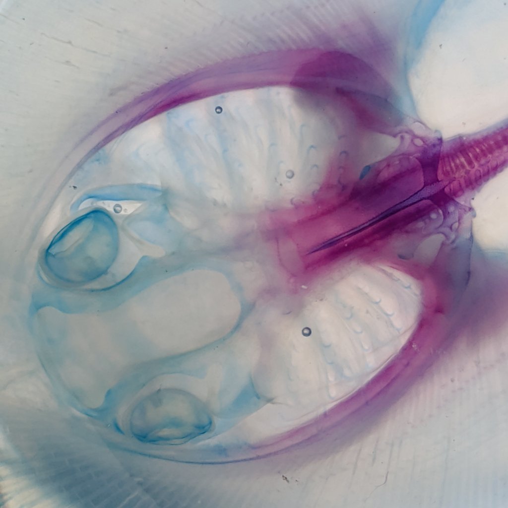 MotherOfRays's tweet photo. Nerding out this #FlatSharkFriday with my new #diaphonised juvenile freshwater stingray (sp. Unknown) prepared by Articulated Imagination. Here's some photos of my favorite bits 😍 https://t.co/3rjvjJh7ms