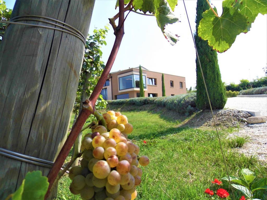 Cantina Montonale (Bs), d’autunno 2019 è tempo di vendemmia impressionidiviaggio.com/cantina-monton…