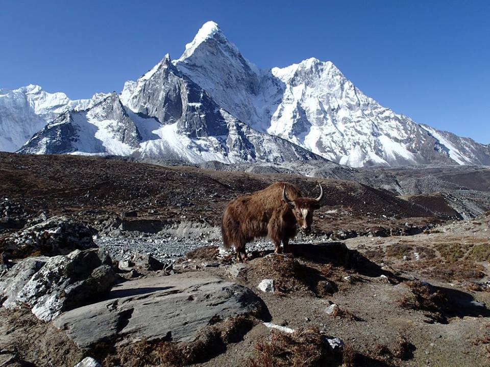 Shades of Mount Ama Dablam 6812m, Himalaya, Nepal. One of the most beautiful and challenging climb in the Khumbu Himalaya of Nepal

#AmaDablam #Mountain #Sherpa #Nepal #Everest #NepalTrip #Trek #Climb #Himalaya #AdventureTrips #NaturallyNepal #LifetimeExperiences #VisitNepal2020