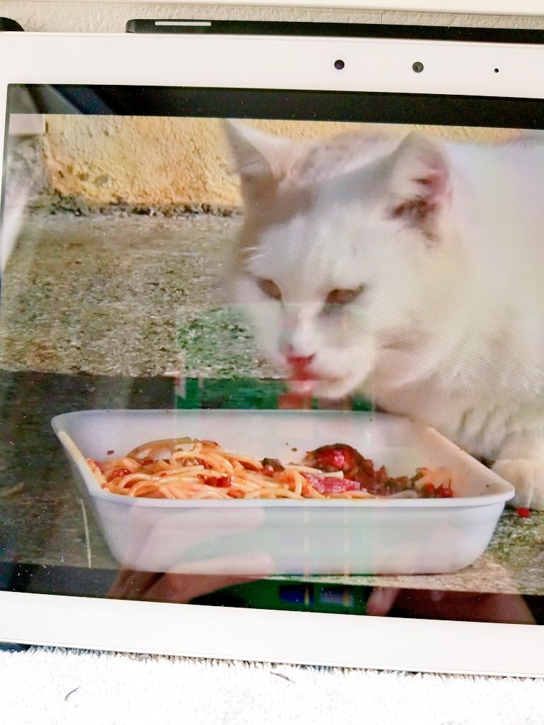 泣いたり笑ったりの下絵。

世界ネコ歩きを流し見しながら描くとはかどります?

このポツリポツリとしたナレーションと岩合さんの『いいコだね〰️』に癒される。

イタリアでは猫もパスタ食べるのかー。美味しそうだ? 