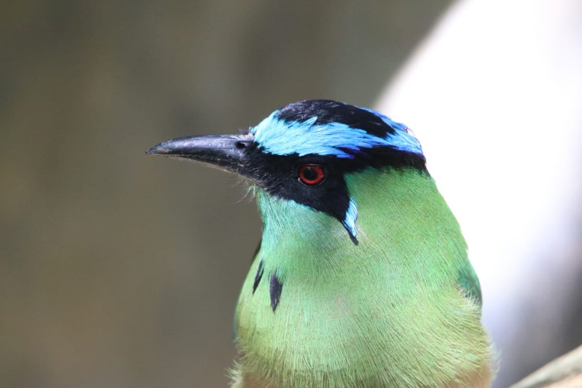 Magnificent Colombia tweet media