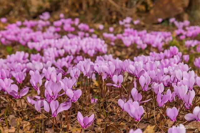 Jett1oeil's tweet photo. Octobre Rose...
•
#cyclamen #deuxsevres #nature #cenpc 0310
•
#igersdeuxsevres #igersfrance #kodakmoments #magnifiquefrance #france4dreams #yourhappyfrance #hello_france #so_photo #nouvelleaquitaine #explorefrance #notrejoliefrance #tourisminfrance #… https://t.co/XnWqSUocH2 https://t.co/uoVV6OuaqJ
