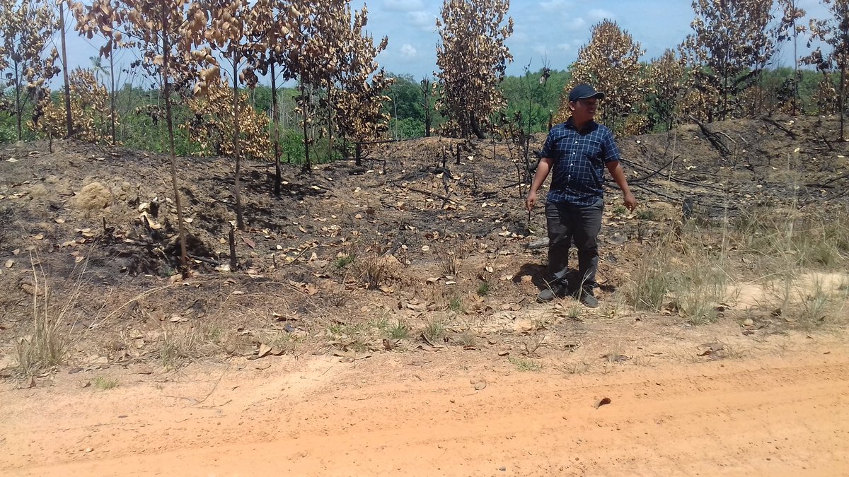 Darto_View's tweet image. Hutan ku gersang tergusur eucalyptus.
Tanah kelahiran ku tak bs kutanami sayur mayur.
Asap kebakaran menyelimuti awan.
Ooh MHP.
Tapal batas PT. MHP dgn desa2 d sekitarnya mesti d perjelas biar tdk ad perampasan trhadap lahan msyarakat
@walhinasional 
@SeknasKPA 
@Hutan_Indonesia