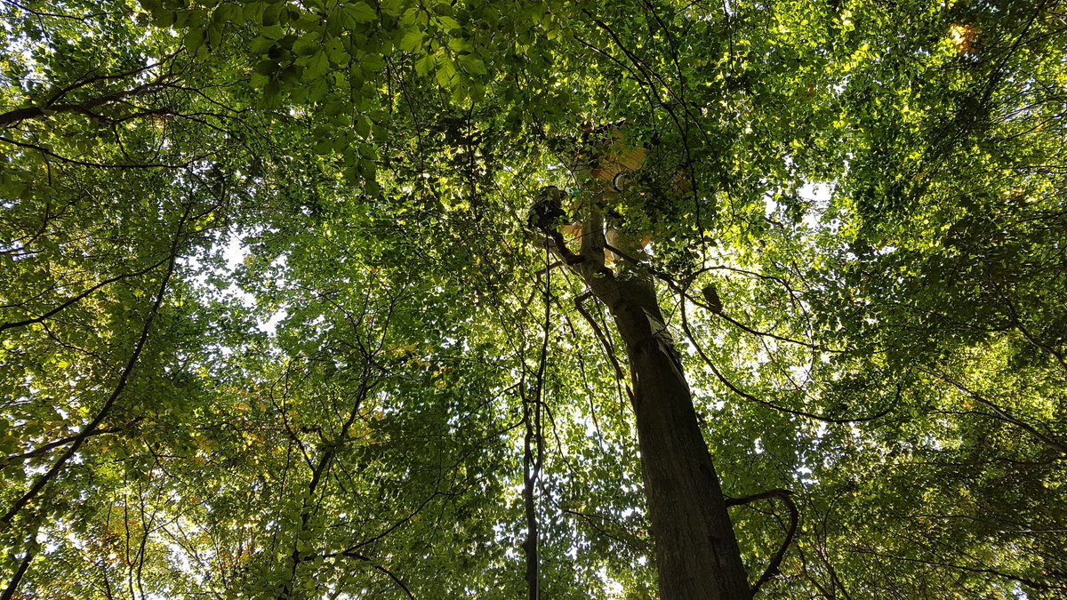 Stimmen aus dem Dannenröder Wald (@keinea49) on Twitter photo 