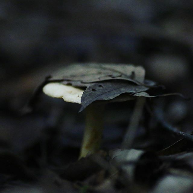 ROHAAAAAAN's tweet photo. oof!! #苔
#こけ
#コケ
#moss
#キノコ
#きのこ
#茸
#mushroom
#富士山
#mtfuji
#青木ヶ原樹海
#forest
#mossforest
#カメラマンさんと繋がりたい
#カメラマン
#canon
#canon80d
#mossworld
#camera
#cameraman
#seaoftrees
#jukai https://t.co/i3nsySMmFv https://t.co/1UsEseX4Lz