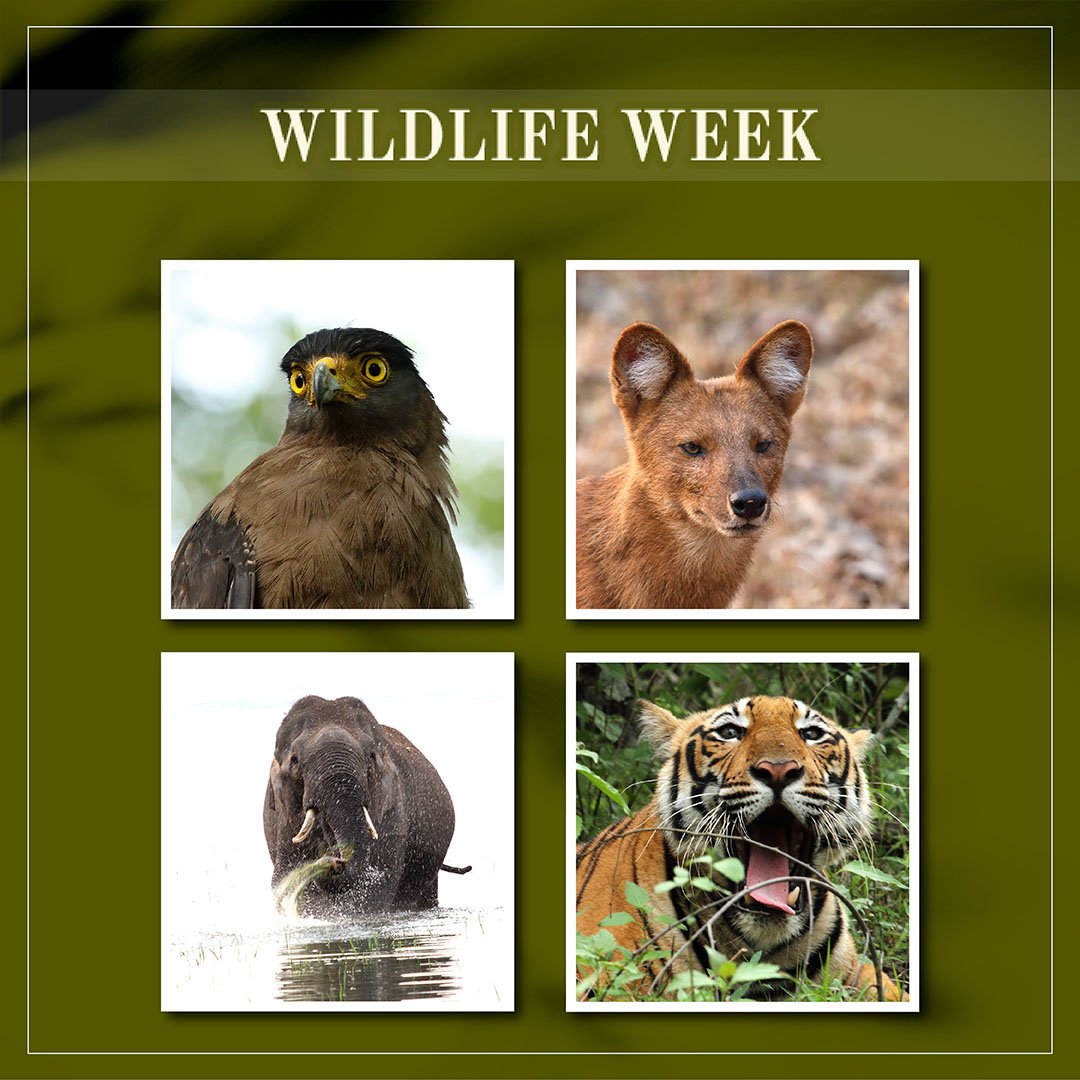 ebresorts's tweet photo. Celebrating the Wild
Evolve Back wishes everybody a happy and wonderful Wildlife Week. Celebrated in India between 2nd and 8th October, Wildlife Week was started in the year 1952 with the vision of saving India’s wildlife.
#EvolveBack #Spiritoftheland https://t.co/OpXvY16FET