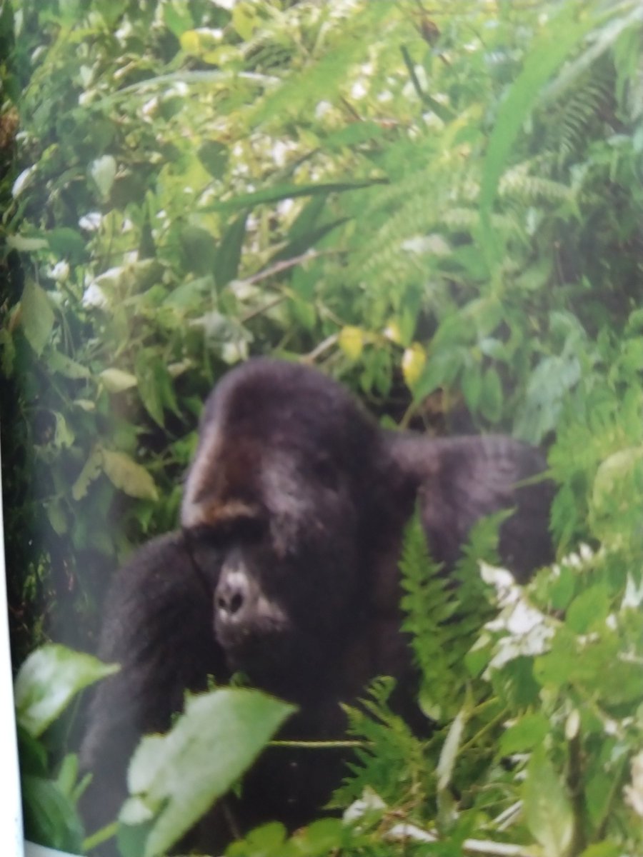 TabiJoda1's tweet photo. If we acknowledge that #ClimateChange is the defining issue of our time what are we doing about the state of #deforestation #wilfires & #wildlife loss in the #Congo #EquatorialRainForest
@antonioguterres @AminaJMohammed @andersen_inger @HeadUNDRR @PEspinosaC @Fatima_Denton #DRR https://t.co/F3LCdMyZRx