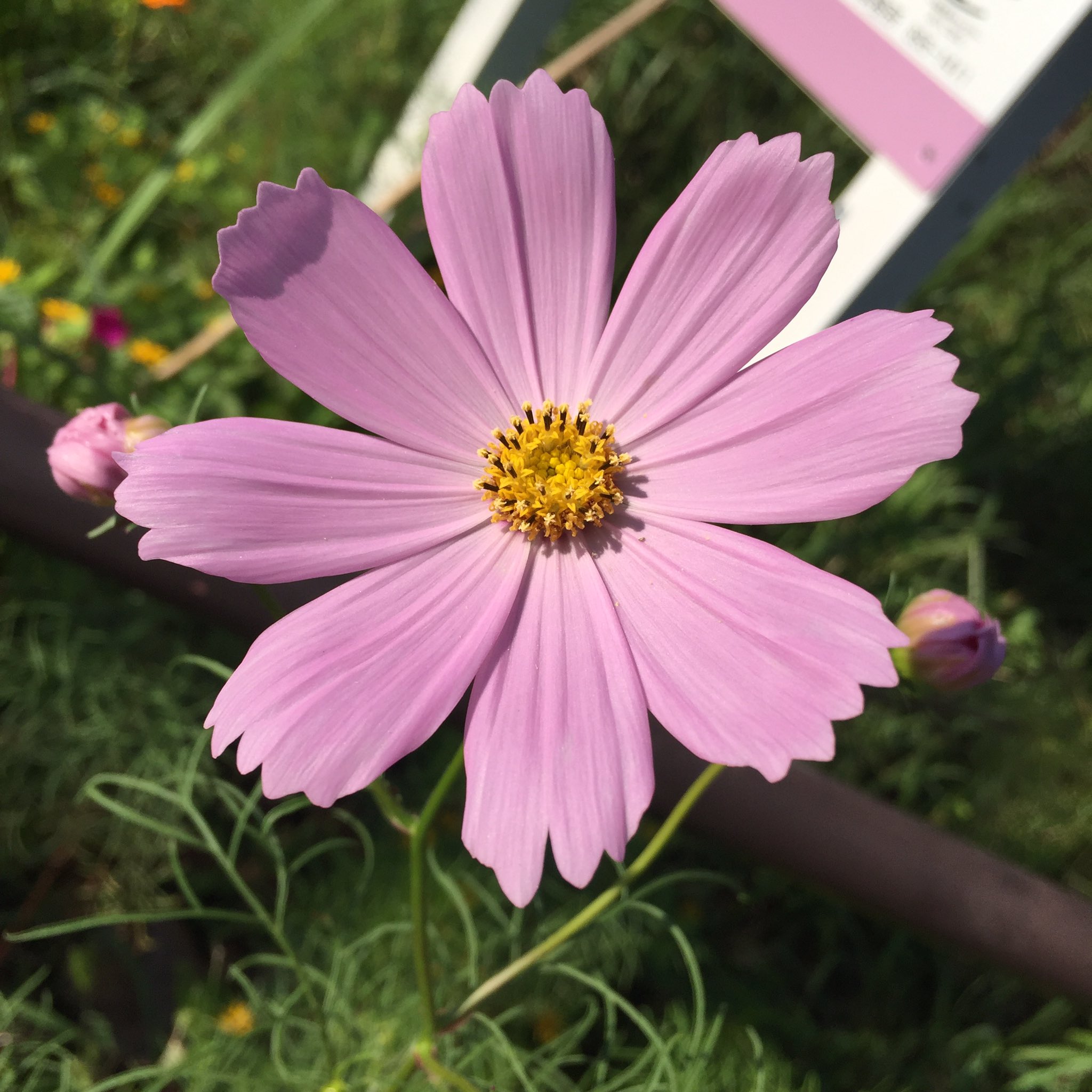 Masashi コスモスの花 A Cosmos Flower コスモス ピンク色のコスモス 花 ピンク色の花 秋の花 花が好き 花が好きな人と繋がりたい 秋 晴れ 日差し Cosmos Pinkcosmos Flower Blume Fleur Flora Pinkflower Fall Autumn Herbst