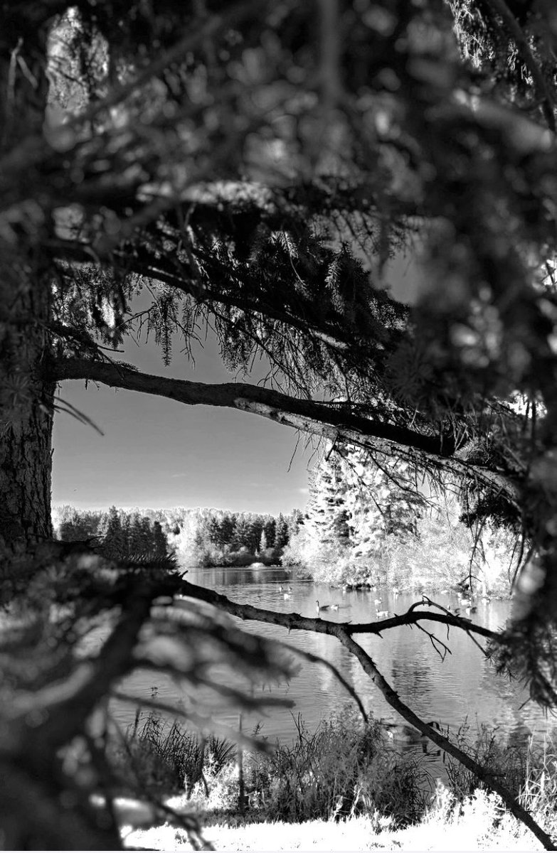 Lichita0115's tweet photo. Another Perspective
William Hawrelak Park
@CityofEdmonton
#hawrelakpark #black #white #blackandwhite #monochromephotography #photographer #monochrome #blackandwhitephotography #photography #reflection #duck #goose #landscape #urbanyeg #edmonton #alberta #yeg #lisethsierra https://t.co/im6dI0uHsU