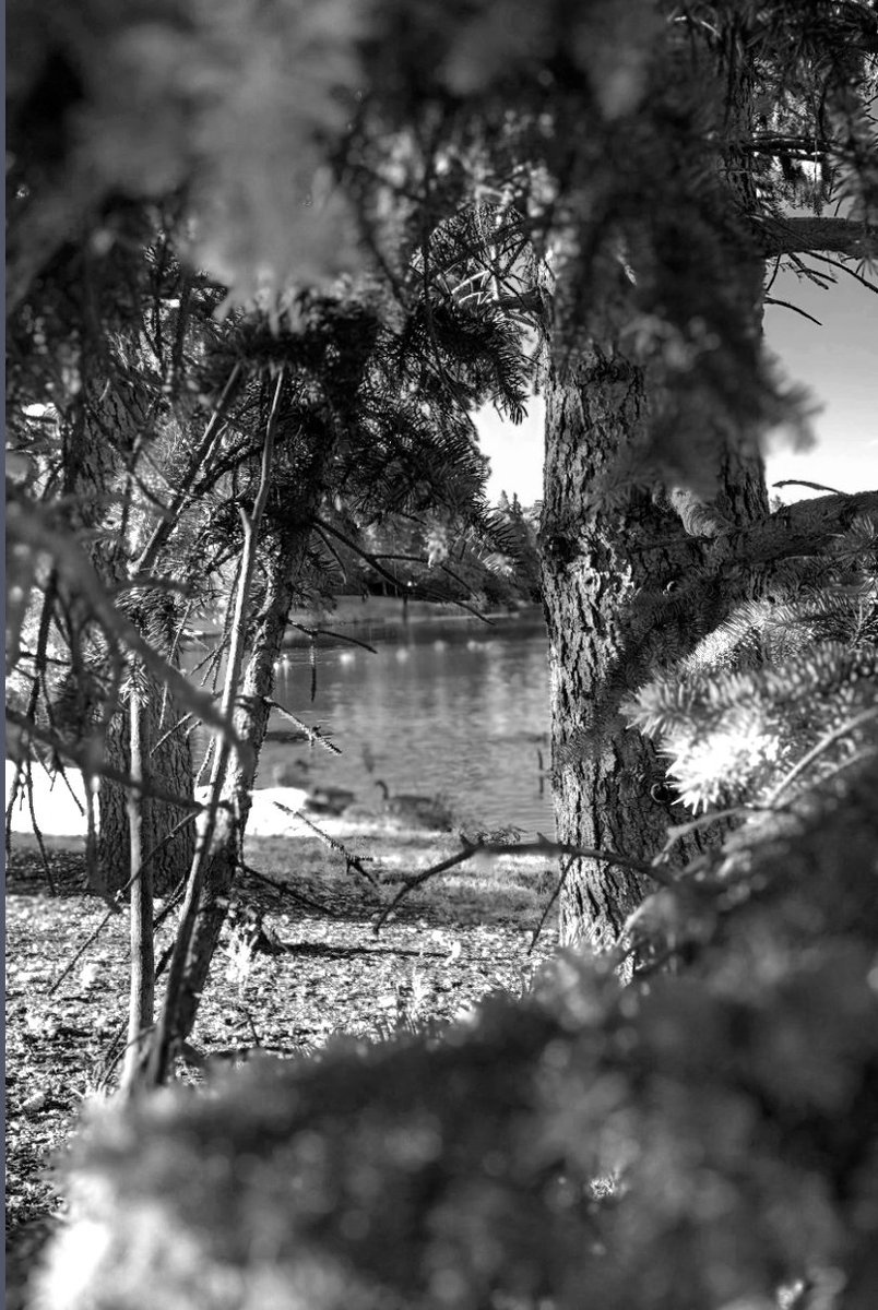 Lichita0115's tweet photo. Another Perspective
William Hawrelak Park
@CityofEdmonton
#hawrelakpark #black #white #blackandwhite #monochromephotography #photographer #monochrome #blackandwhitephotography #photography #reflection #duck #goose #landscape #urbanyeg #edmonton #alberta #yeg #lisethsierra https://t.co/im6dI0uHsU