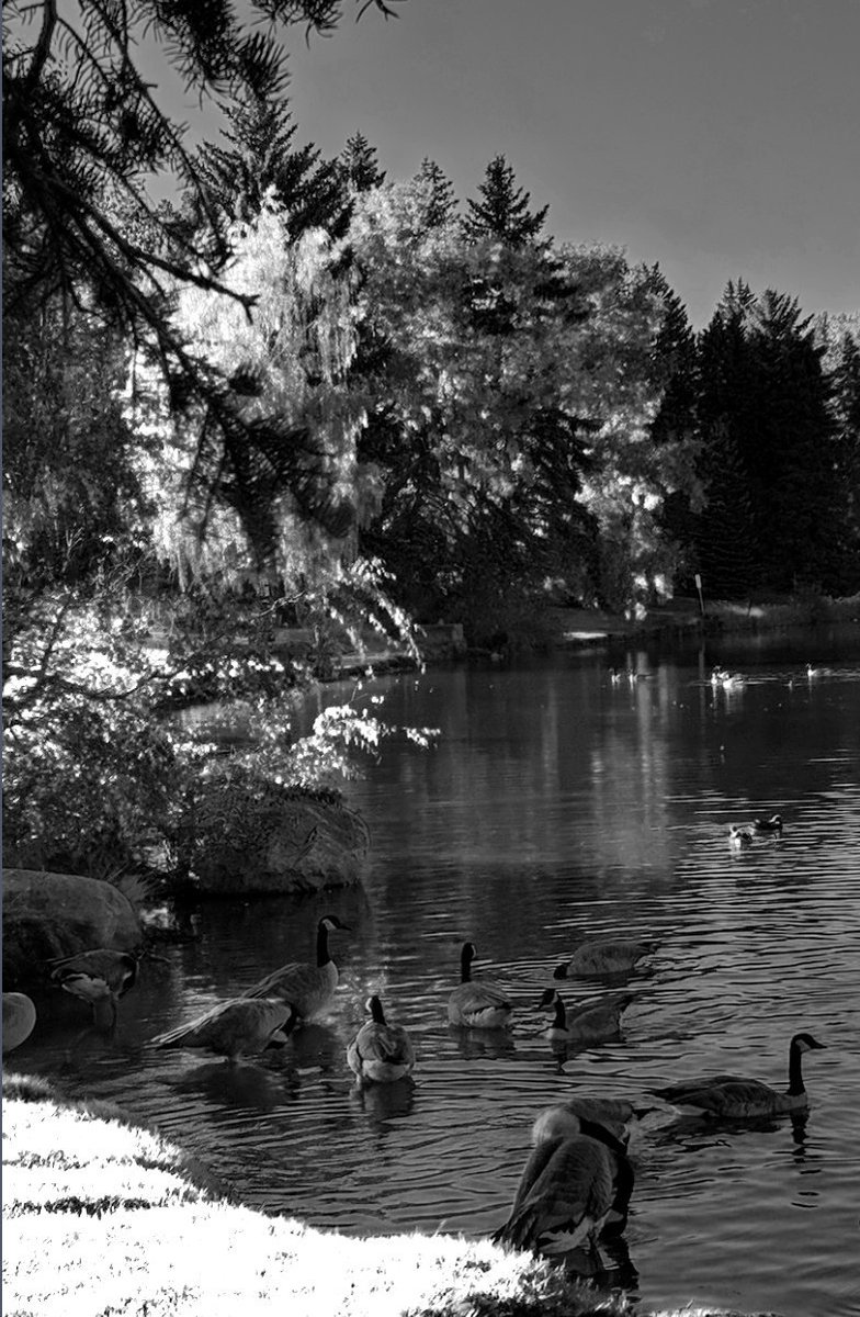 Lichita0115's tweet photo. Another Perspective
William Hawrelak Park
@CityofEdmonton
#hawrelakpark #black #white #blackandwhite #monochromephotography #photographer #monochrome #blackandwhitephotography #photography #reflection #duck #goose #landscape #urbanyeg #edmonton #alberta #yeg #lisethsierra https://t.co/im6dI0uHsU