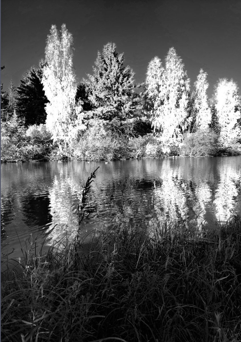 Lichita0115's tweet photo. Another Perspective
William Hawrelak Park
@CityofEdmonton
#hawrelakpark #black #white #blackandwhite #monochromephotography #photographer #monochrome #blackandwhitephotography #photography #reflection #duck #goose #landscape #urbanyeg #edmonton #alberta #yeg #lisethsierra https://t.co/6WYFYaJ4Mt