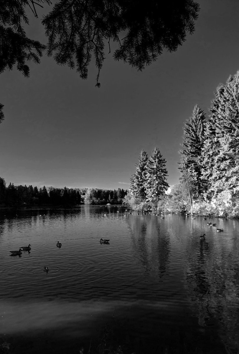 Lichita0115's tweet photo. Another Perspective
William Hawrelak Park
@CityofEdmonton
#hawrelakpark #black #white #blackandwhite #monochromephotography #photographer #monochrome #blackandwhitephotography #photography #reflection #duck #goose #landscape #urbanyeg #edmonton #alberta #yeg #lisethsierra https://t.co/6WYFYaJ4Mt