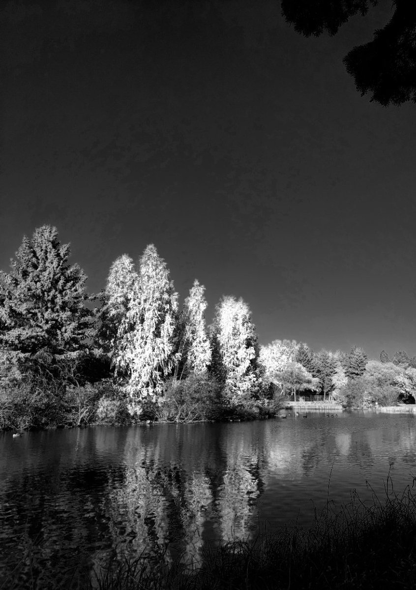 Lichita0115's tweet photo. Another Perspective
William Hawrelak Park
@CityofEdmonton
#hawrelakpark #black #white #blackandwhite #monochromephotography #photographer #monochrome #blackandwhitephotography #photography #reflection #duck #goose #landscape #urbanyeg #edmonton #alberta #yeg #lisethsierra https://t.co/6WYFYaJ4Mt