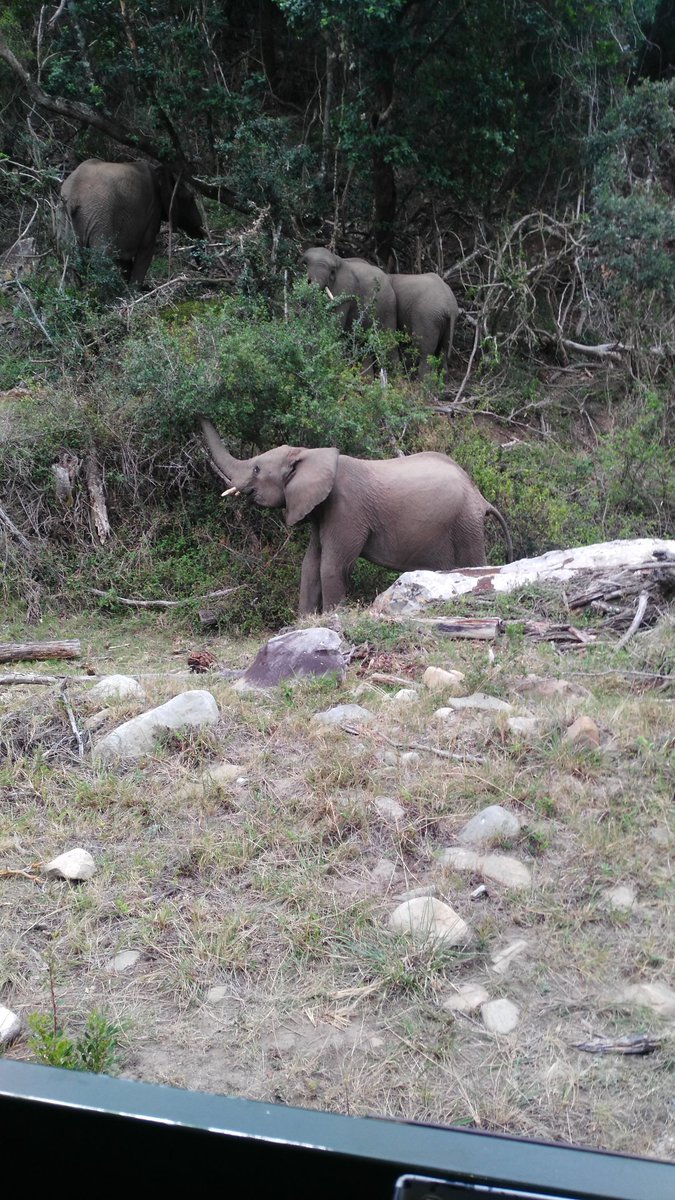 BeresfordRachel's tweet photo. Pumba Game Reserve is just a little bit special 😍 #meetyoursouthafrica https://t.co/IO86FJ4enj
