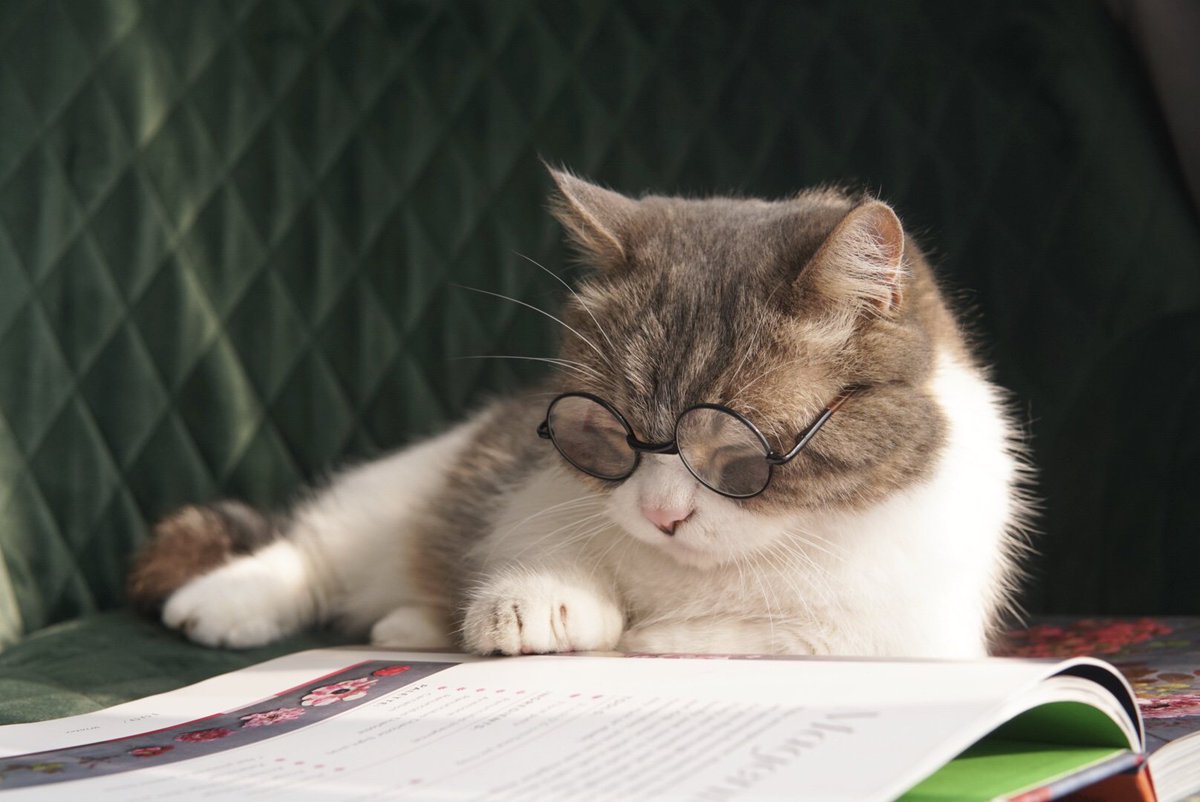 colorosglobal's tweet photo. It's #WorldAnimalDay, have you taken a cute portrait of your pet? Share your good work for a chance to win an #OPPO A9 2020>> https://t.co/LkrS2OZ59U
📷 by @purring_gooloo_munchkin
#ColorOS #MyColorOS #ColorOSBestPic https://t.co/qkedxdupRR