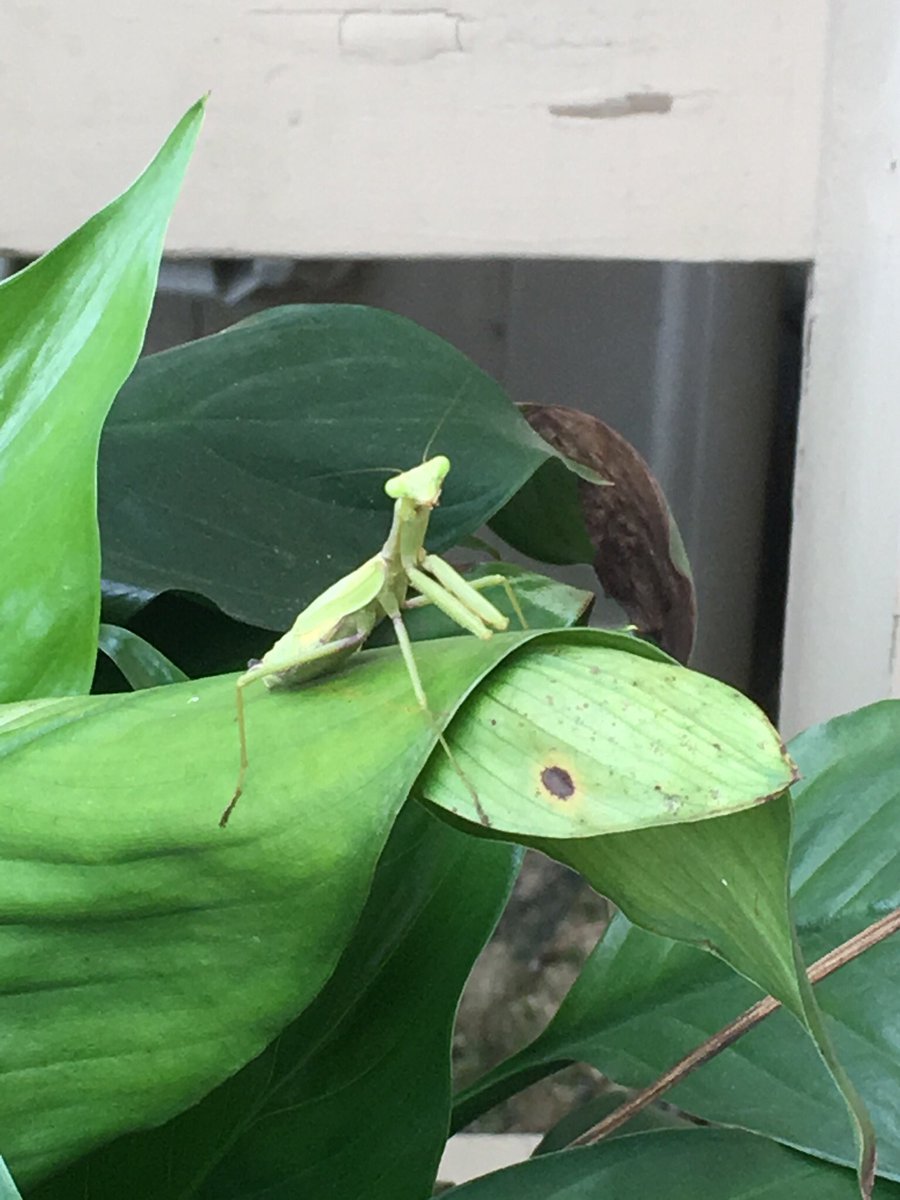 msrichard1's tweet photo. This little guy came to visit me today. https://t.co/ayVwPLfGEN