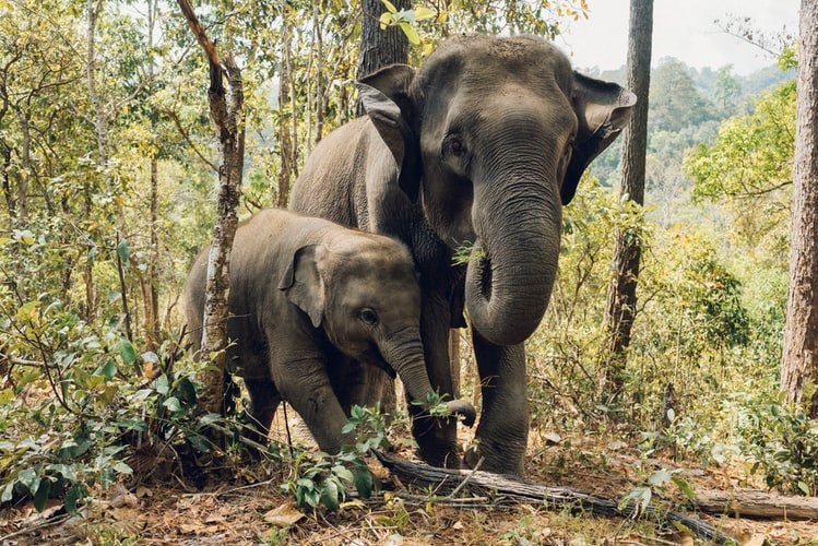 saanviproducts's tweet photo. "The Greatest Of a Nation can be Judged by the way its animals are Treated "
☑️ #WorldAnimalDay is a social movement with the Mission of raising the status of animals in order to improve welfare standards around the globe.
#animal #day #cocopeat #saanviagricultural #saple https://t.co/EO4nssxIVO