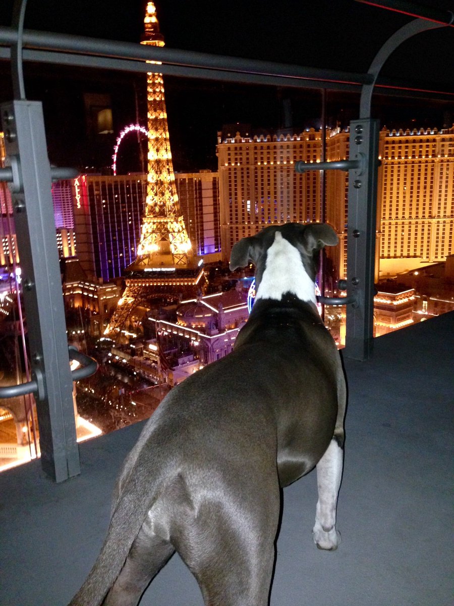 GeodeDigital's tweet photo. In Vegas for a marketing convention. Thankful the Cosmo is dog friendly! #geodedigital #digital #marketing #solutions #digitalmarketing #optimization #nisa #queenisa #gmsmascot #football #baseball #playoffs #dodgers https://t.co/mQFlNKjePv