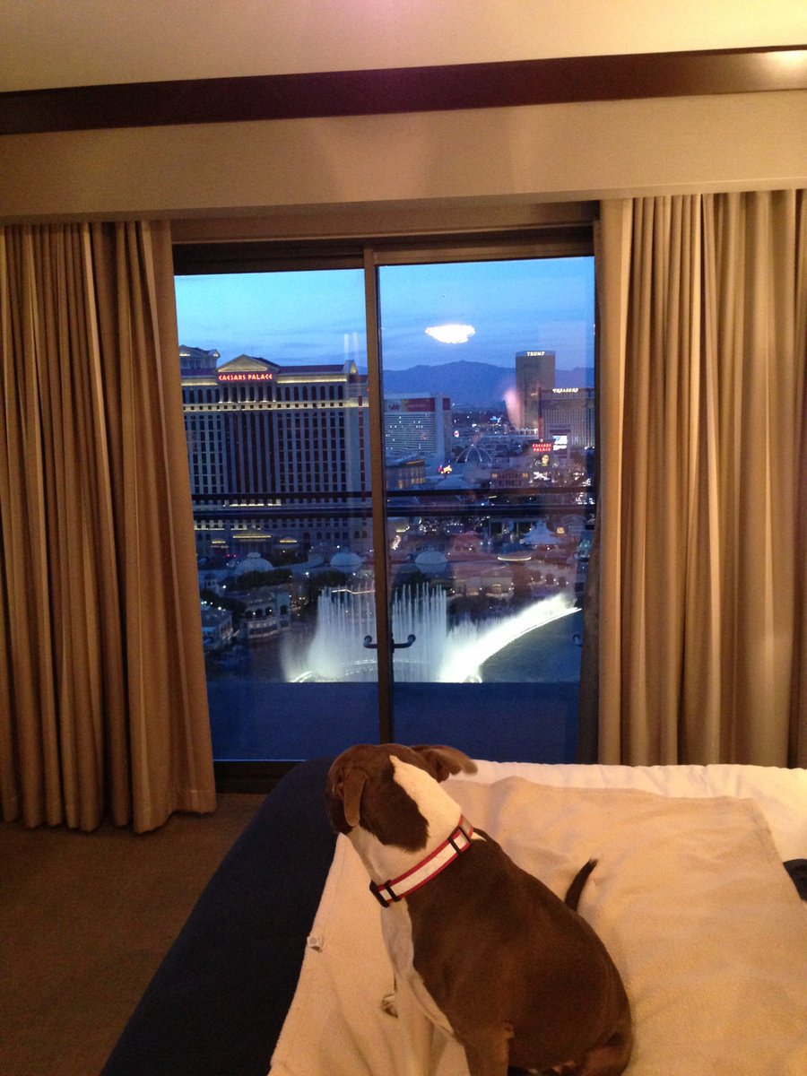GeodeDigital's tweet photo. In Vegas for a marketing convention. Thankful the Cosmo is dog friendly! #geodedigital #digital #marketing #solutions #digitalmarketing #optimization #nisa #queenisa #gmsmascot #football #baseball #playoffs #dodgers https://t.co/mQFlNKjePv