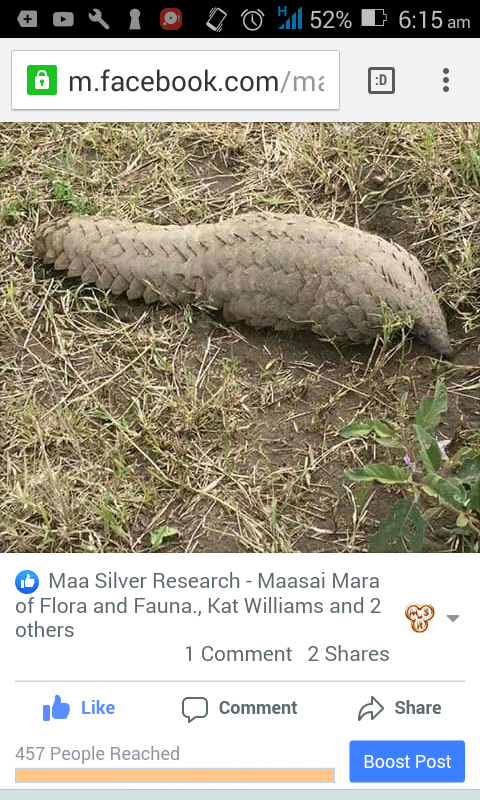 My animals in #WorldAnimalDay is the most trafficked Mammal in the world.