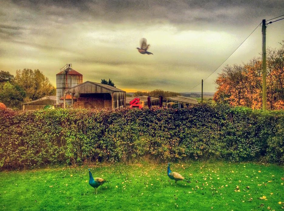 Welcome to the beautiful October 🍁🍁🍁In Tenterden

#Tenterden #autumnfalls #naturephotography  #beautiful #folkmusic