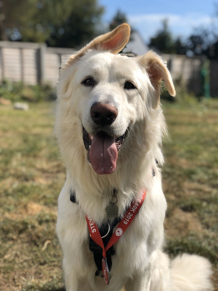 Janet_B7's tweet photo. #gmb @GMB Good Morning Britain from Benson wearing his medal after running Stevenage 10k 🏅

#whitegermanshepherd https://t.co/ajtbNPt7JD