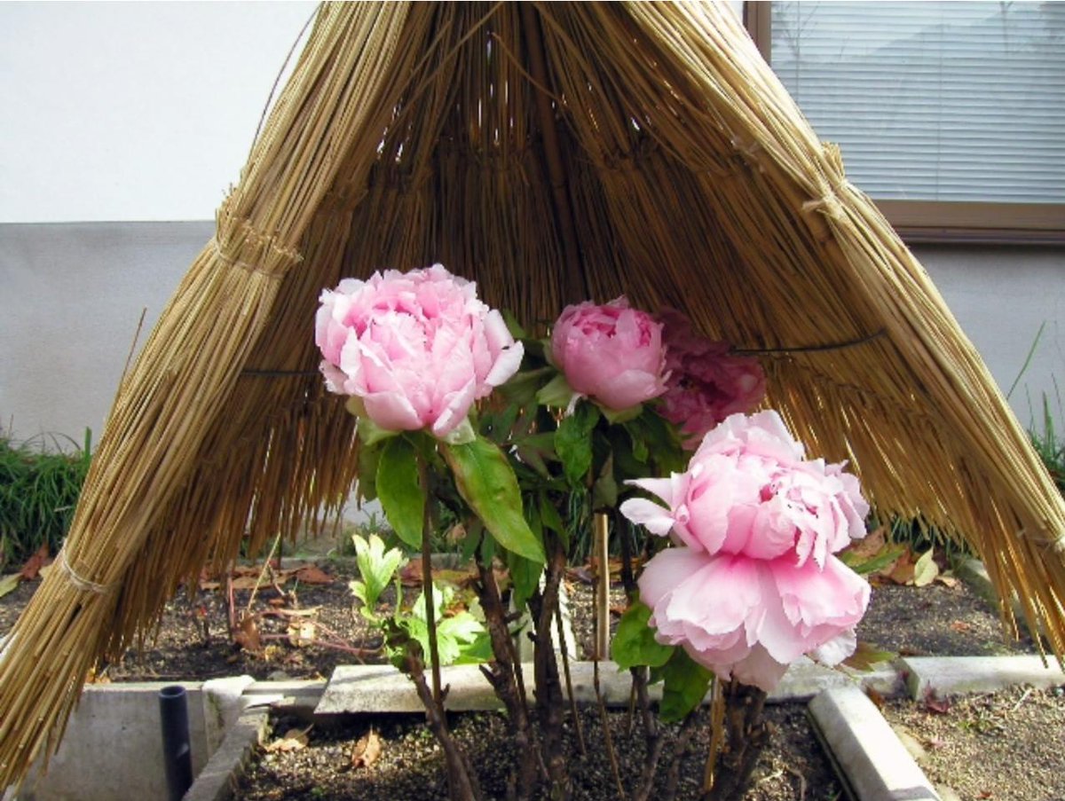 奈良葛城市の石光寺 牡丹と芍薬 寒牡丹は満足に花を付けるようになるには最低10年かかります そして木に力がつき少々の寒さでも見事に花を付けるようになるには年以上かかります 寒牡丹の歴史と育て方 石光寺 T Co Qeiizclezh 奈良葛城市の石光寺 牡丹と芍薬 寒牡丹は満足に花を付けるようになるには最低10年かかります そして木に力がつき少々の寒さでも見事に花を付けるようになるには年以上かかります 寒牡丹の歴史と育て方 石光寺 T Co Qeiizclezh