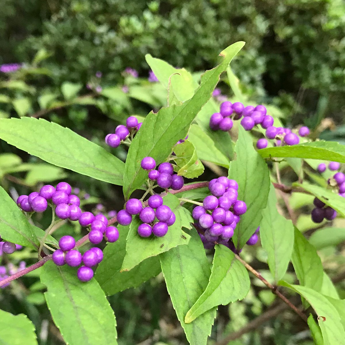 紫式部って言うんだって。紫だ。