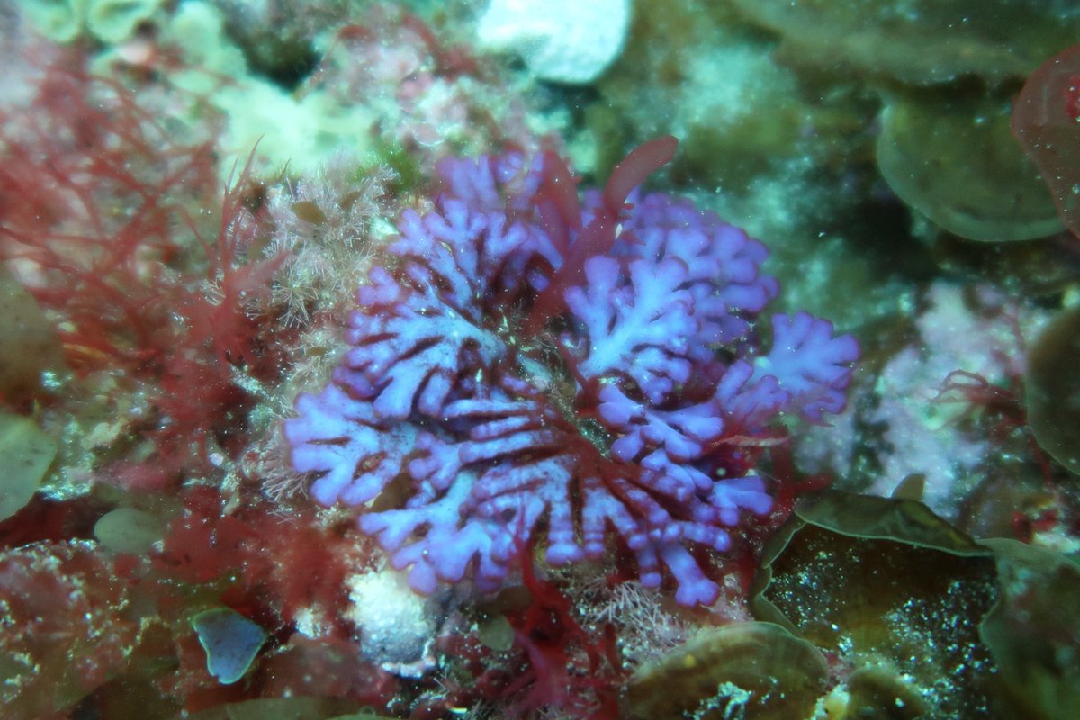 pessa_3's tweet photo. The diversity of colours and shapes of Australian underwater forests is truly bewitching. Imagine if trees on land had such colours! #seaweed #redalgae? https://t.co/afwC026Y2h