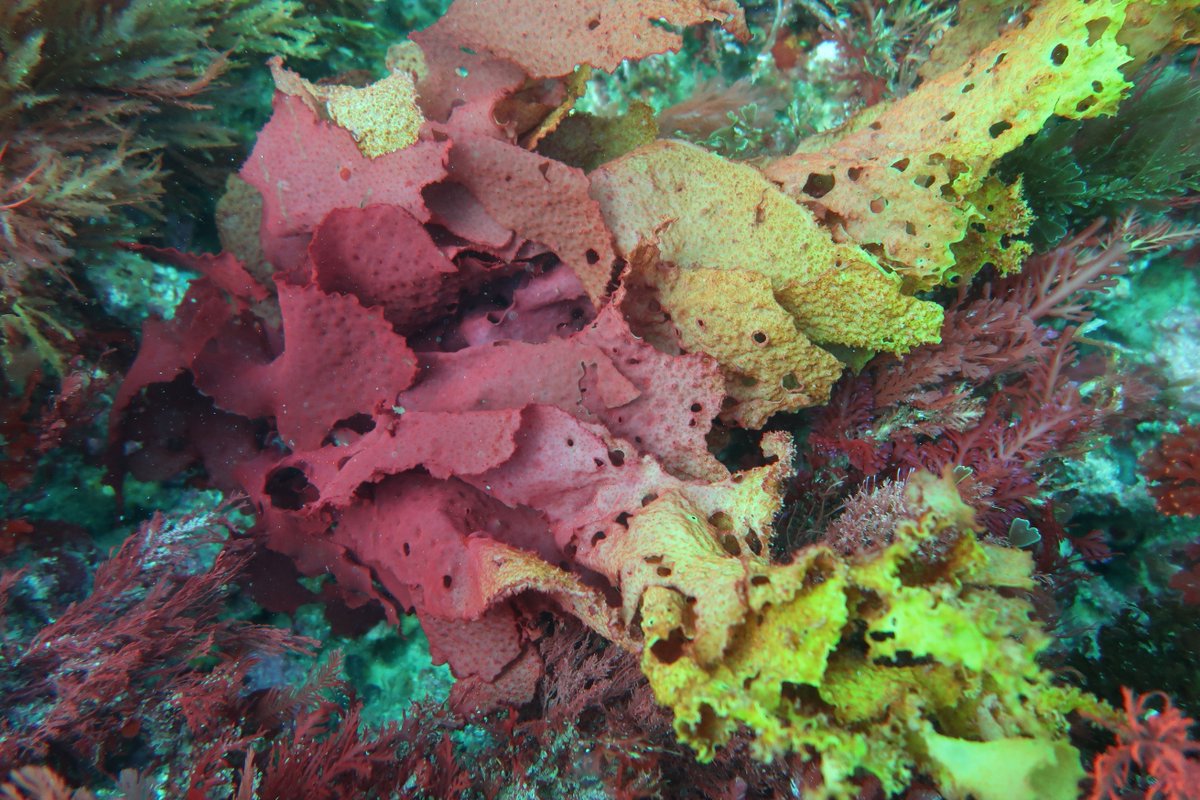 pessa_3's tweet photo. The diversity of colours and shapes of Australian underwater forests is truly bewitching. Imagine if trees on land had such colours! #seaweed #redalgae? https://t.co/afwC026Y2h