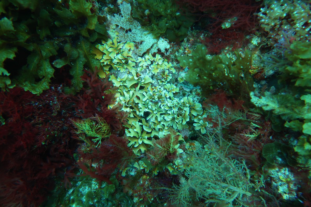 pessa_3's tweet photo. The diversity of colours and shapes of Australian underwater forests is truly bewitching. Imagine if trees on land had such colours! #seaweed #redalgae? https://t.co/afwC026Y2h