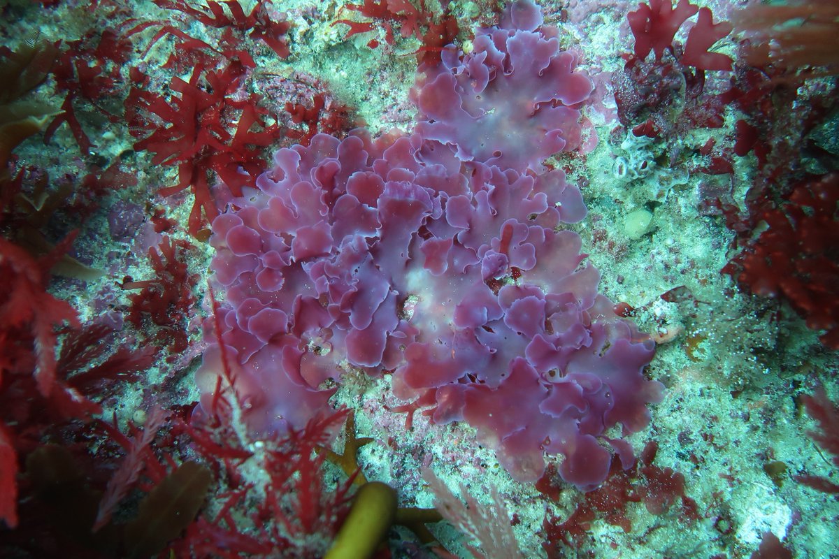 The diversity of colours and shapes of Australian underwater forests is truly bewitching. Imagine if trees on land had such colours! #seaweed #redalgae?