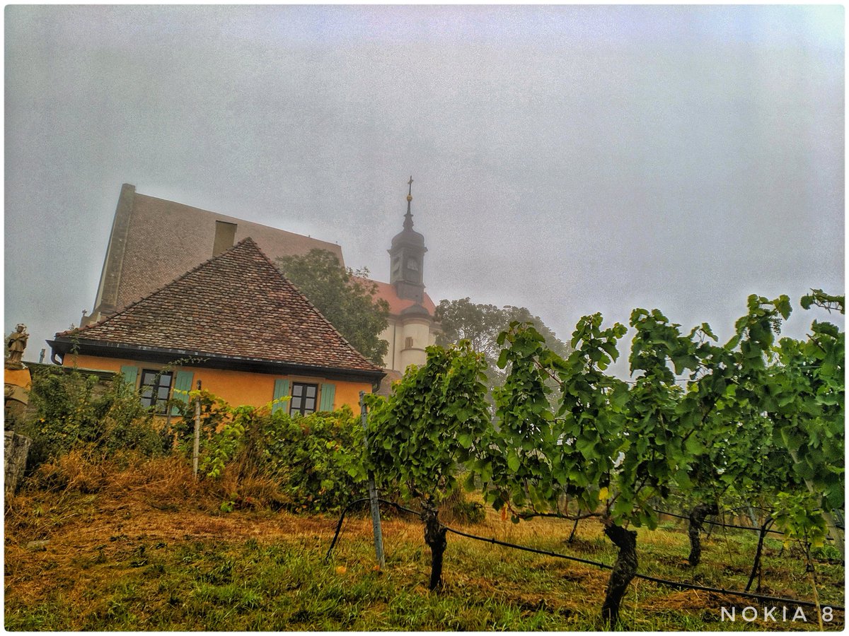 MonarchFotogra1's tweet photo. Vineyards shrouded in thick fog. ##vineyards #fog #shotonnokia  #mobilephotography @nokia @NokiaFanPak @nokianews @nokiashoutout @NokiaFanPak @NokiaFanss @nokiacamp  @Nokiapoweruser @NatGeoPhotos @PhotoTimeGeo https://t.co/DH3KNwLLbk