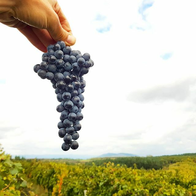 Beautiful Merlot harvest in the Hangács vineyard! 😊🙏🍇 #merlot #hangacs #vineyard #grandcru #egribikaver #grandsuperior #terroir #egerharvest #egerwineregion #demjen #egerwine #standrea #standreawinery #standreaharvest #beautiful #grapes #blessed #vintage2019