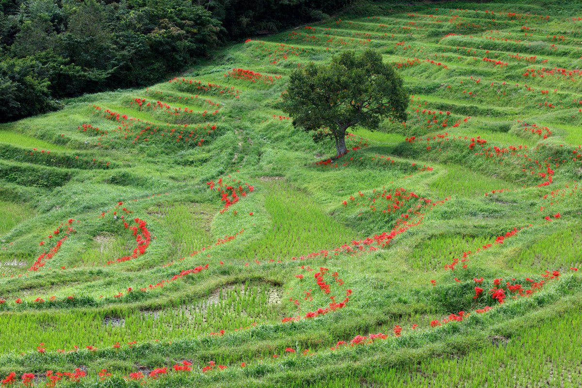 ひらり 千葉県 鴨川市 大山千枚田より 棚田に咲く彼岸花の姿です 緑と赤のコントラストが見事でした 写真 風景 花 棚田 彼岸花 曼珠沙華 千葉県 鴨川市 大山千枚田 写真好きな人と繫がりたい ひらり 千葉県 鴨川市 大山千枚田より 棚田に咲く彼岸花の姿です 緑と赤のコントラストが見事でした 写真 風景 花 棚田 彼岸花 曼珠沙華 千葉県 鴨川市 大山千枚田 写真好きな人と繫がりたい