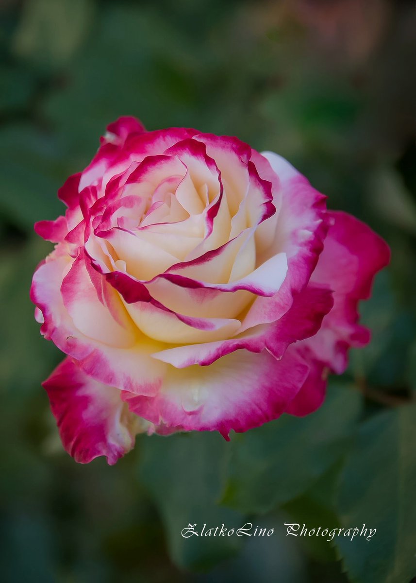 LinoPhotographs's tweet photo. #photography #photographer #nature #NaturePhotography #beautifulnature #colors #beautifulcolors #flowers #beautifulflowers #simpleflowers #wonderfulflowers #iloveflowers #rose #iloveroses #beautifulroses https://t.co/RoYR8yjDVy