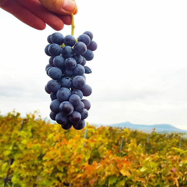 Kadarka harvest in the Magyalos vineyard! 😊🙏🍇 #kadarka #magyalos #vineyard #harvest #day18 #egerharvest #egerwine #egerwineregion #egerszalok #standrea #standreaharvest #standreawinery #blessed #vintage2019