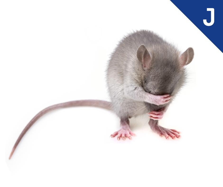 jetsign_nl's tweet photo. Wees geen grijze muis! Op zoek naar opvallende reclame? Jetsign levert opvallende print &amp; sign producties op maat op alle denkbare materialen voor binnen en buiten. 
#dierendag
https://t.co/PFT2GHYjBh https://t.co/2DnF2hZFS2