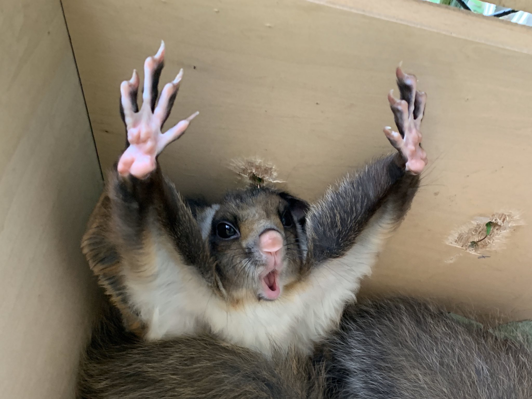 小諸市動物園 公式 ムササビのあくび ムササビ むむ T Co Gzoyf1bg2l Twitter