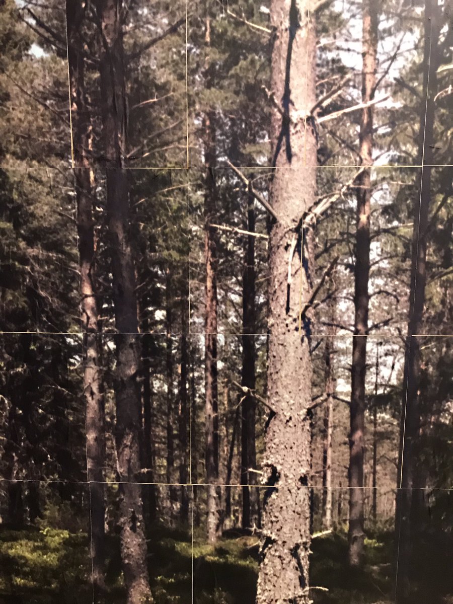Looking forward to sharing my new work ‘Tree = Paper’ at @CovBiennial Lanchester Gallery.

A panoramic photograph taken of a sustainable forest in Sweden, printed using 560 sheets of A4 paper.
#paperproduction

4th Oct - 24th Nov

coventrybiennial.com/venues/lanches…