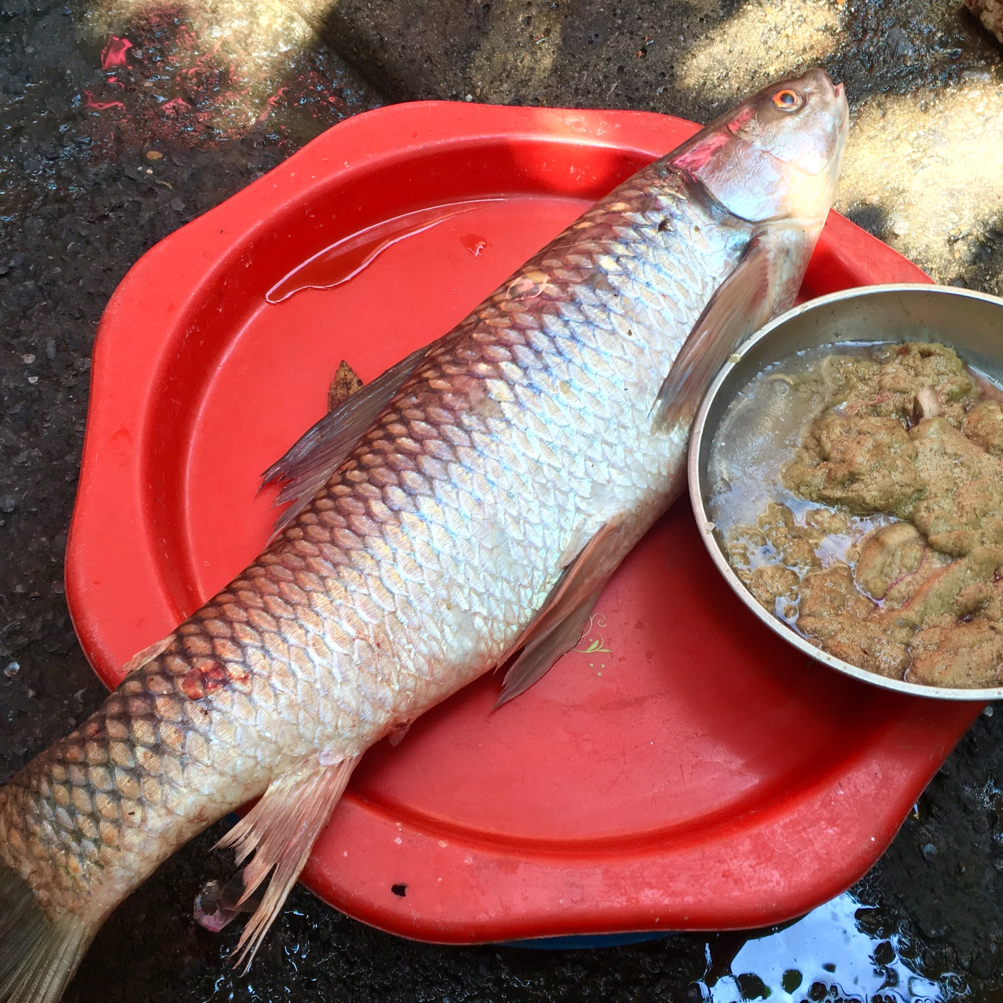 井の字 中国 大連 ソウギョ Ca Trắm 漢字で 草魚 と書くように文字通り草食性の淡水魚 原産地の中国語ではおなじみの食用魚 かなりの大型に育ち 肉づきもよいので食用にされるのは当然 味はコイに似る 大きな川魚のお頭 かしら 料理は